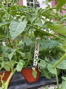 cherry tomato plant