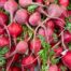 chioggia beets