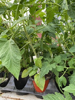 heirloom tomato plant