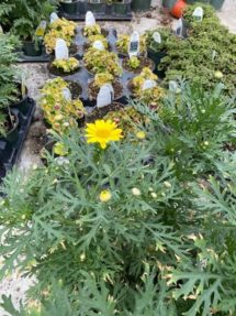 Daisy Marguerite - Yellow (6-inch pot)