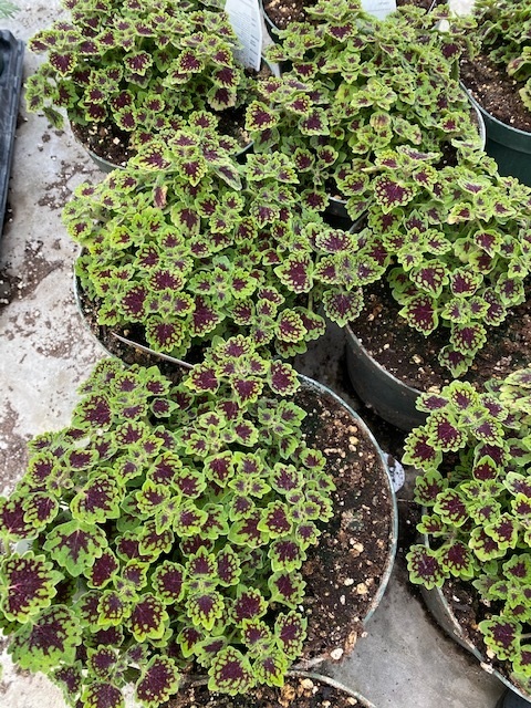 Coleus (8-inch pot)