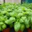 Potted Organic Herb - Basil