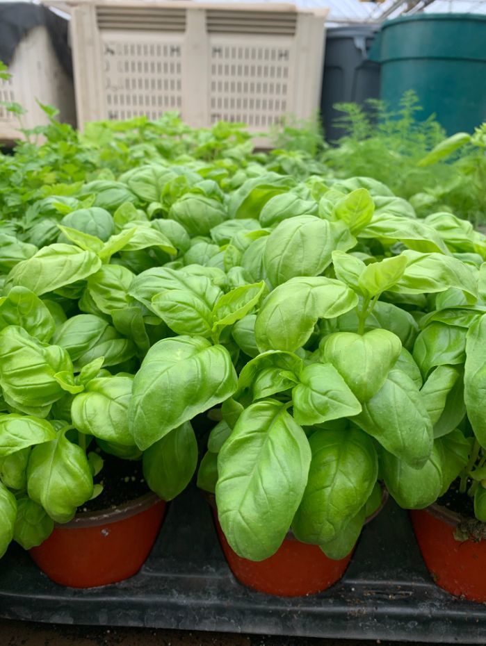 Potted Organic Herb - Basil