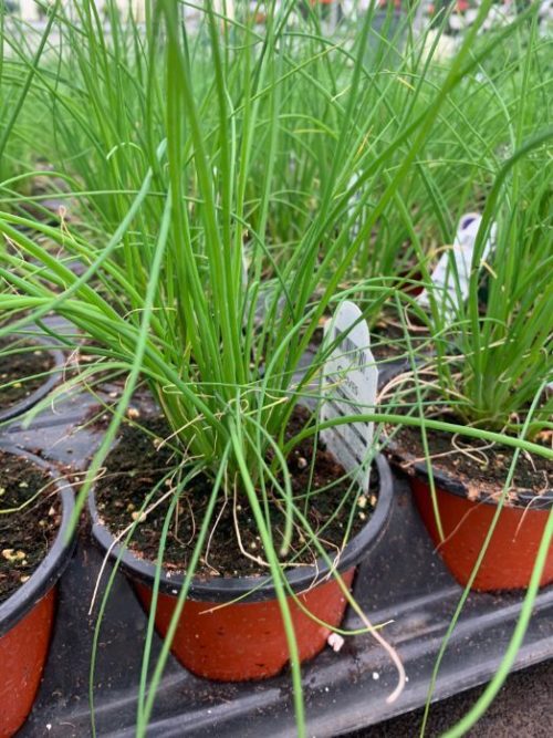 Potted Organic Herb - Chives