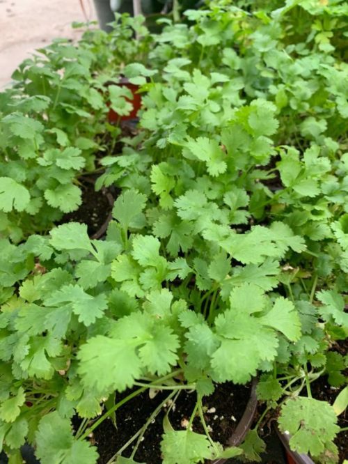 Potted Organic Herb - Cilantro