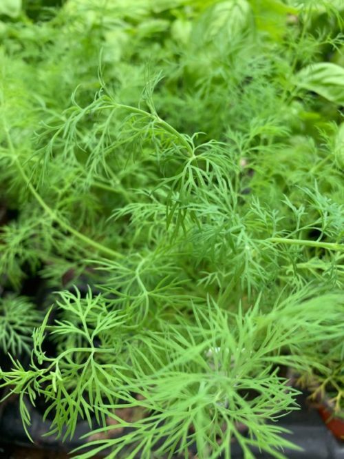 Potted Organic Herb - Dill