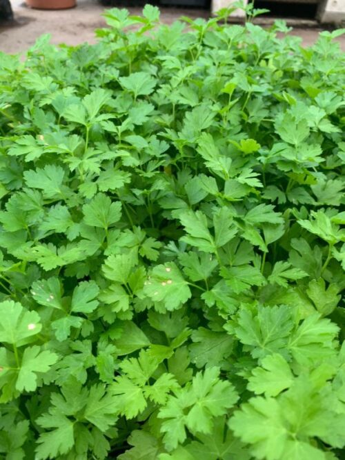 Potted Organic Herb - Parsley Flat