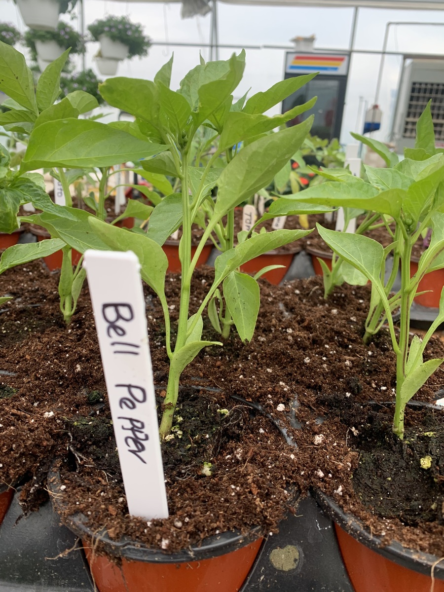 Veg - Bell Pepper Organic - 4 inch