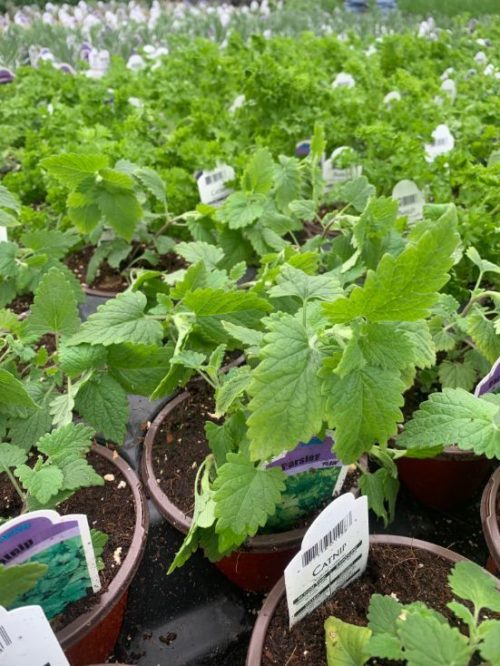 Potted Organic Herb - Catnip