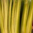 Celery