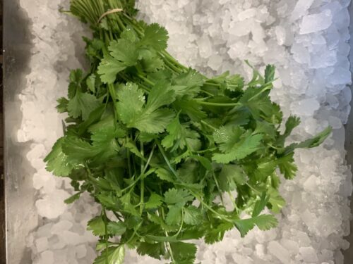 Herb - Cilantro Organic Terhune's own