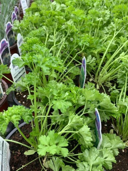 Potted Organic Herb - Parsley Curly
