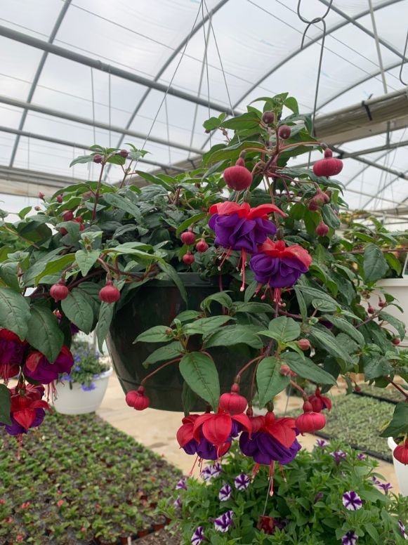 Hanging Basket - Fuchsia