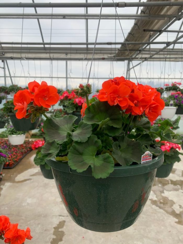 Hanging Basket - Geranium (red. rose, coral)