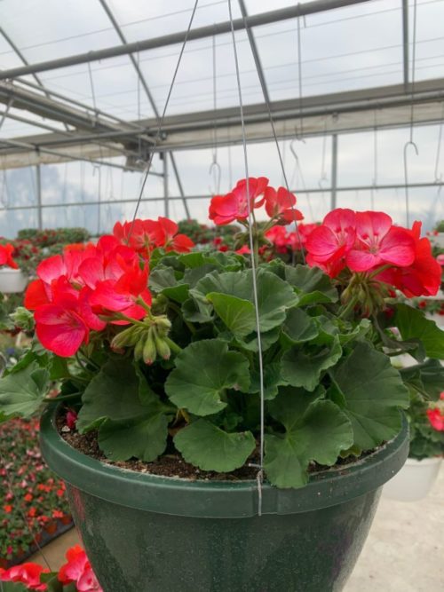 Hanging Basket - Geranium (red. rose, coral)