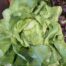 Lettuce Boston- Organic Terhune Own