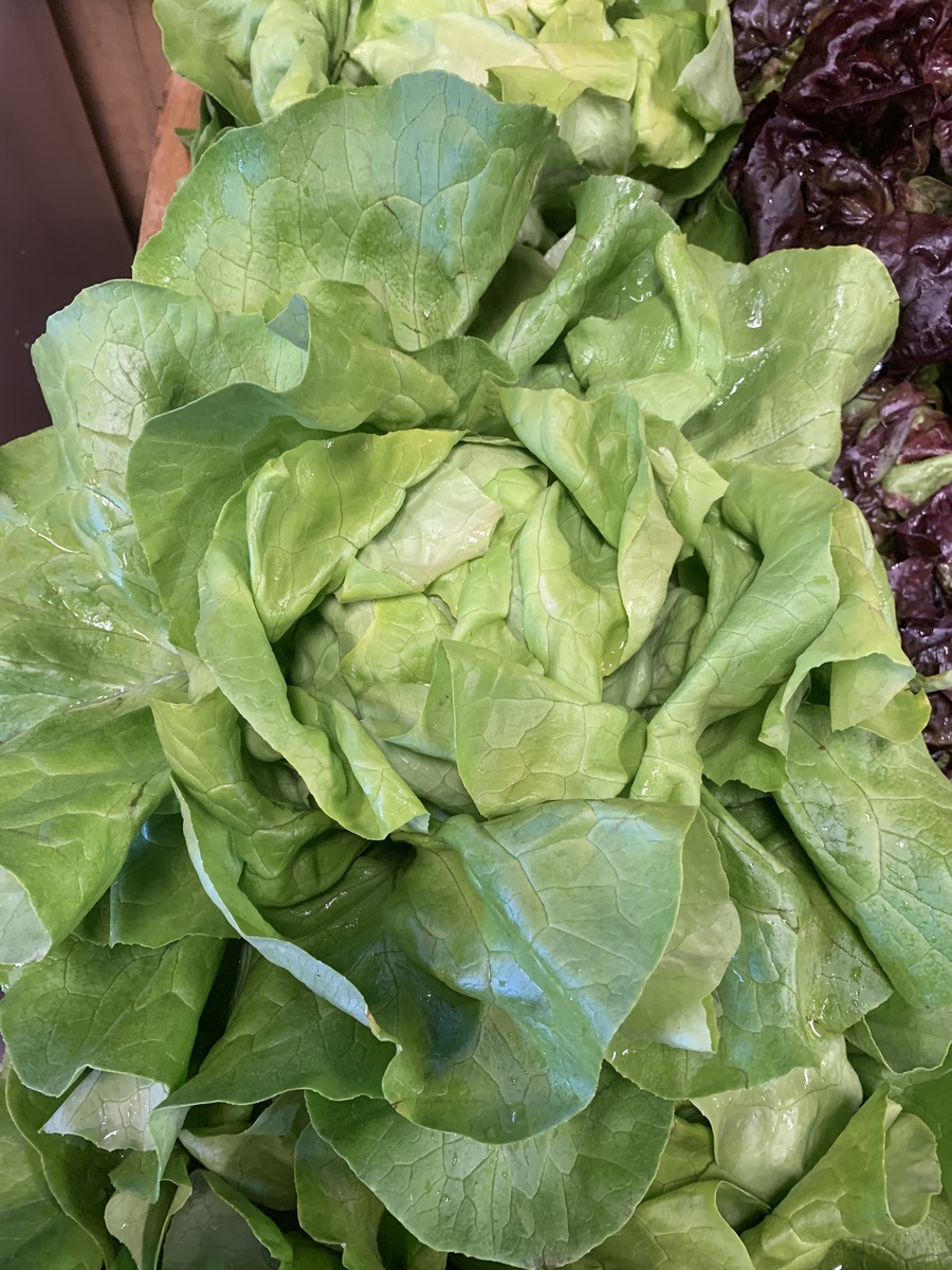 Lettuce Boston- Organic Terhune Own