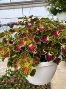 Hanging Basket - Coleus