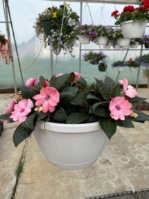 Hanging Basket - Impatiens (pink)