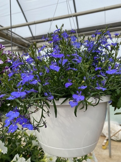 Hanging Basket - Lobelia (blue)