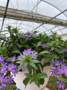 Hanging Basket - Scaevola (purple)