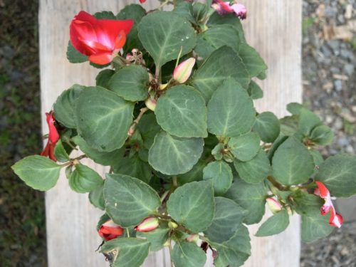 Impatiens (red, pink, white, red/white, coral) 4 inch