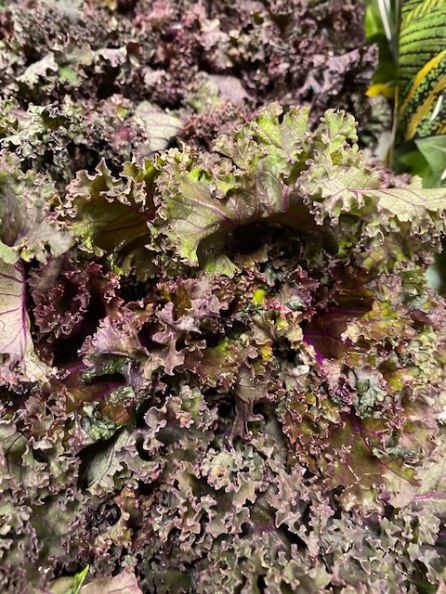 Kale - Red organic Terhune own