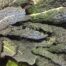 Kale - Toscano organic Terhune own