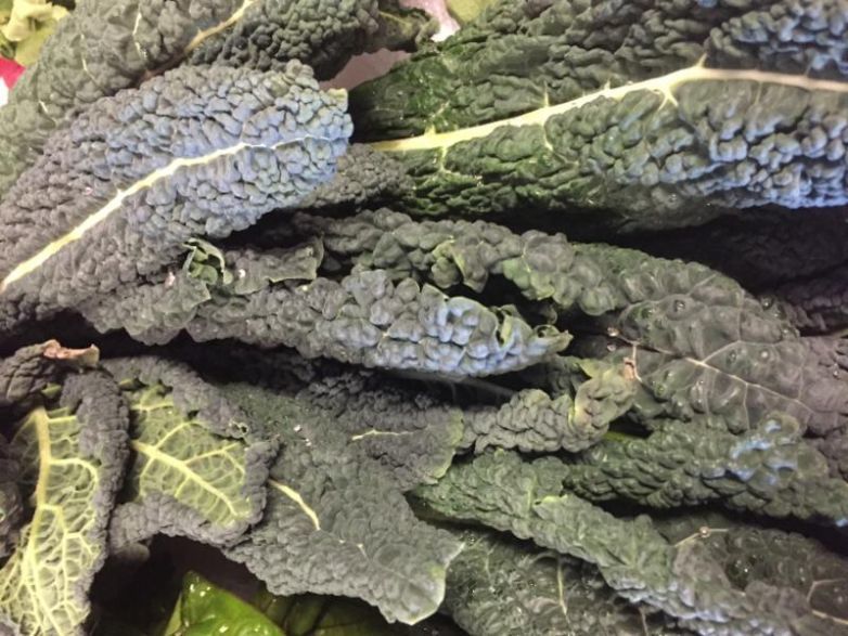 Kale - Toscano organic Terhune own