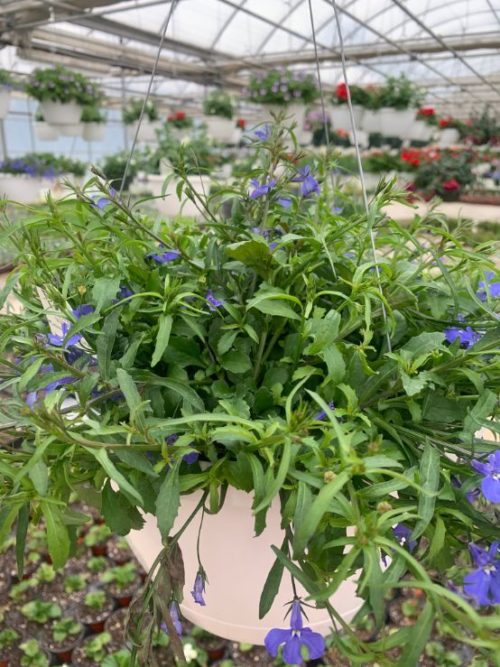 Hanging Basket - Laguna