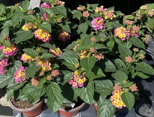 Lantana    (red, yellow or pink)     ( 4 or 6 inch pot)