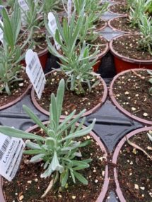 Potted Organic Herb - Lavender