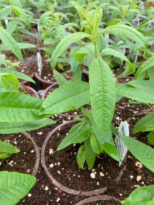 Potted Organic Herb - Lemon Verbena