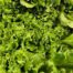Lettuce - Green Leaf Organic Terhune's own