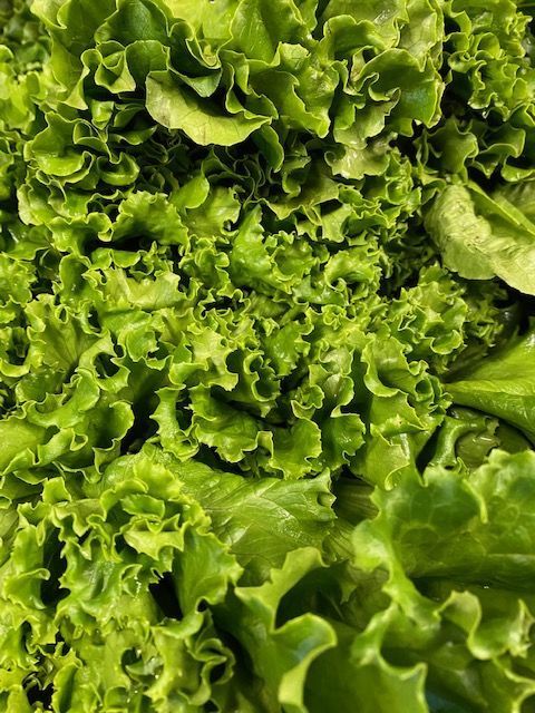 Lettuce - Green Leaf Organic Terhune's own