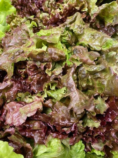 Lettuce Red leaf