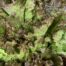 Lettuce - Red Leaf Organic Terhune's own