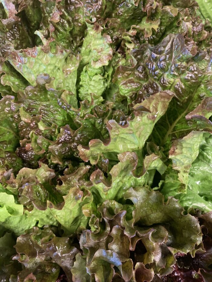 Lettuce - Red Leaf Organic Terhune's own