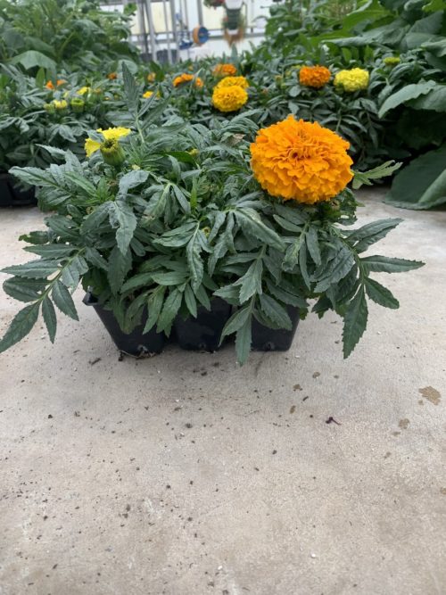Marigold (6 pack or flat)