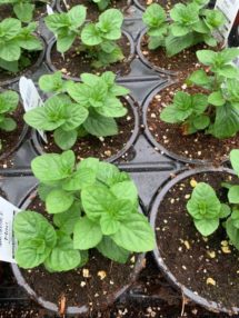 Potted Organic Herb - Mint