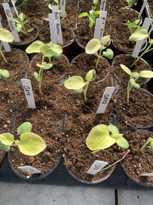 Veg - Okra Organic 4 inch pot
