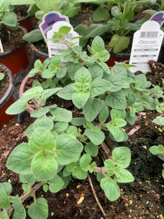 Potted Organic Herb - Oregano