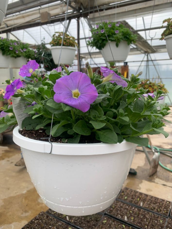 Hanging Basket - Petunia (white, pink/white, purple)