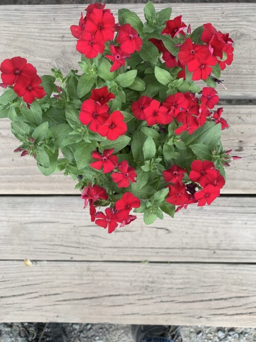 Phlox - red(6  inch pot)