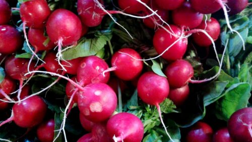 Radish organic Terhune own