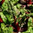 Chard - Swiss Chard organic Terhune own