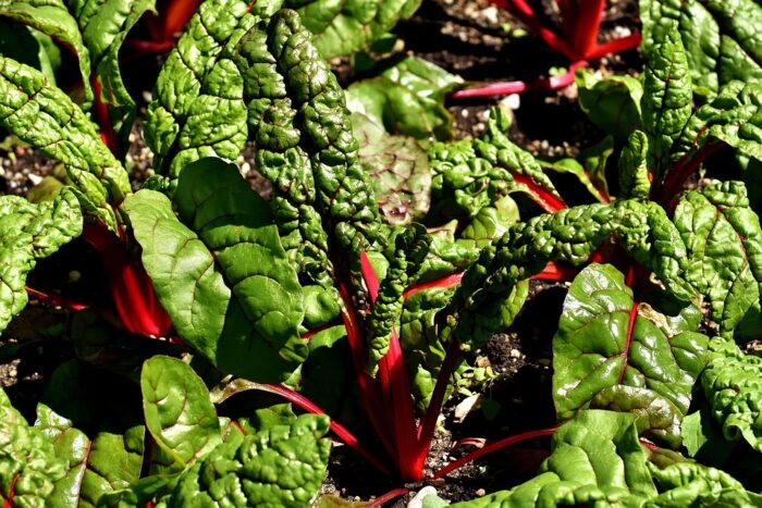 Chard - Swiss Chard organic Terhune own