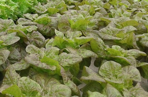 Lettuce - Red Boston organic Terhune own