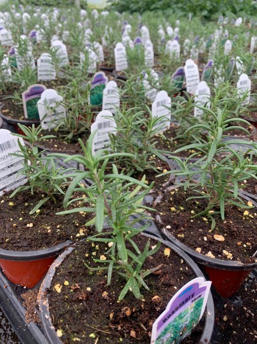 Potted Organic Herb - Rosemary