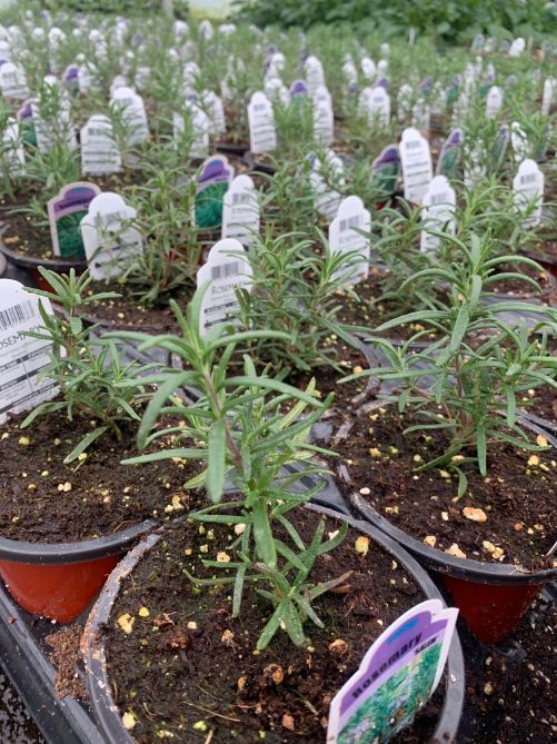 Potted Organic Herb - Rosemary